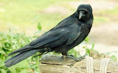 ����ѻ��ˮ����ѧ��˼���á�15ƪ��