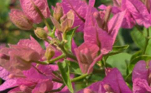 ������ܰ�簲ף���ͨ��50�䣩