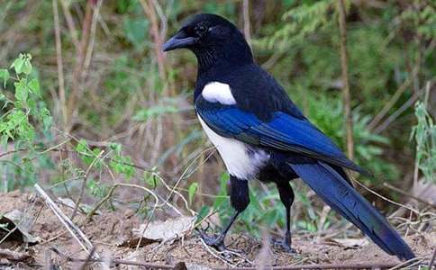 树和喜鹊教学反思范文(通用5篇)