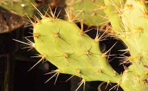 �������ռǣ���ѡ58ƪ��