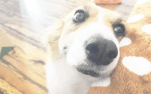 可爱的小狗话题作文(11篇)