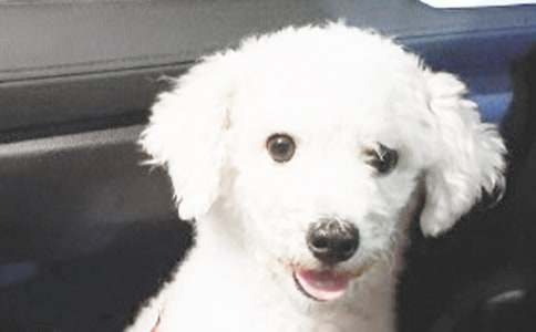 大班教案《小狗抬花轿》