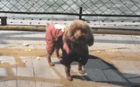 可爱的小狗话题作文(通用6篇)