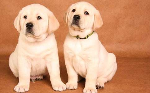 �Ҽҵ�С����������(5ƪ)