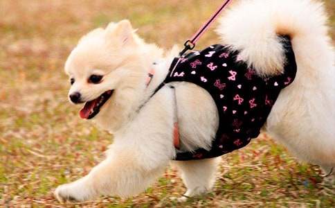 �й�С�����ռǷ��Ļ���9ƪ