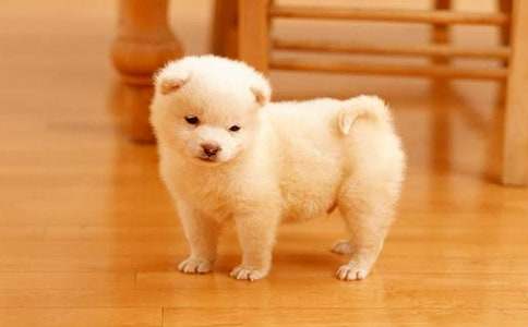 С����������(���15ƪ)