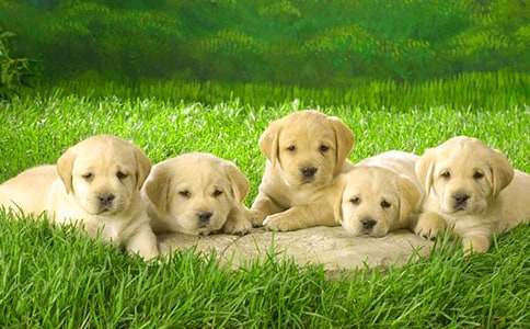 �ɰ���С����������(3ƪ)