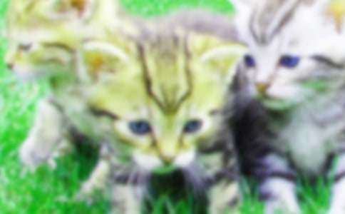 【必备】小学小猫作文300字汇总十篇