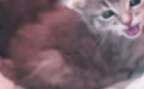 �ɰ���Сè��������7ƪ