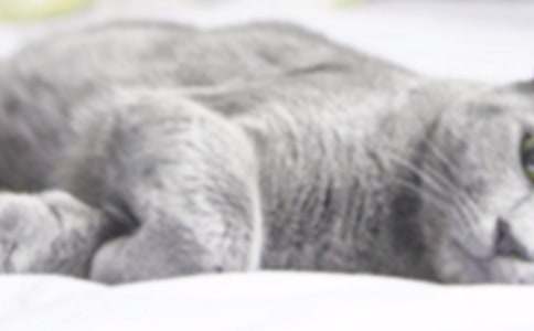 大班语言教案:小猫的故事