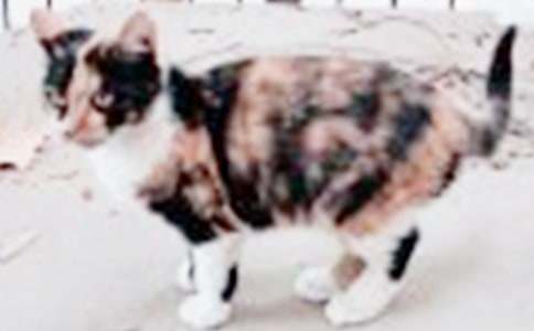 小猫话题作文15篇