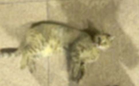 ���ر���СèСѧ����300�ּ���7ƪ