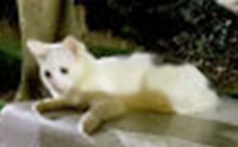 �ɰ���Сè��������