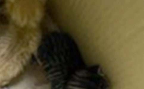 �ɰ���Сè��������4ƪ