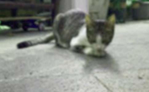 小猫初中作文(集锦15篇)