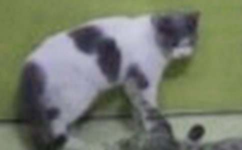 �Ҽҵ�Сè��������