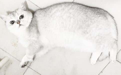 小猫的话题作文(汇编13篇)