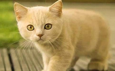 小学小猫作文400字汇编十篇