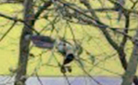 ���ľ���С����֮���軵�Ĺ������Ķ����