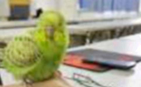 ����һֻС���������