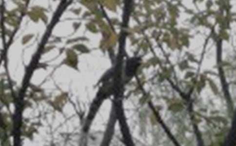 һֻС���ѧ��˼15ƪ