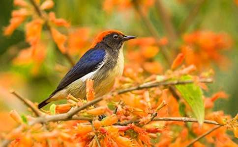 小班语言说课稿:快活的像小鸟