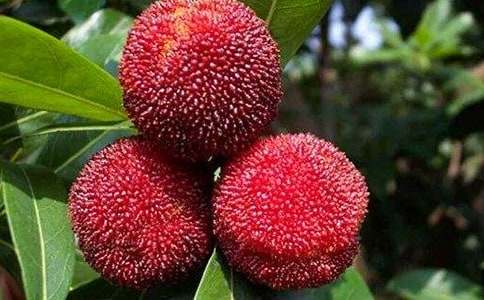 我爱故乡的杨梅优秀教案