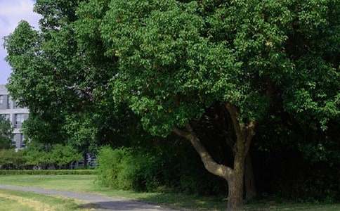 �����簲��¼��ѡ15ƪ