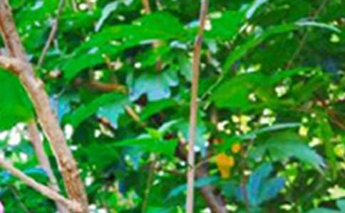 ������ܰ�簲˵˵����ѡ35�䣩