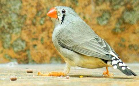 �������񡷽̰�15ƪ