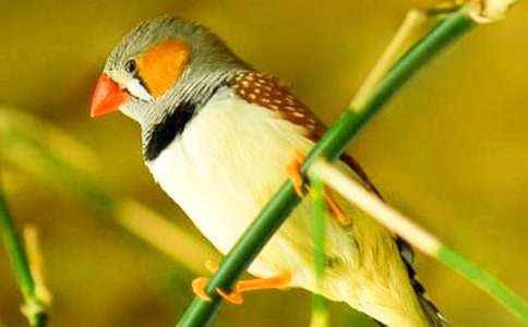 《珍珠鸟》教案