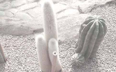 ֲ��԰�ռǷ��Ľ�����ƪ