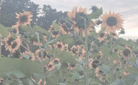 ���ر���ֲ��԰�ռ�3ƪ