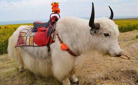 ��ţ������