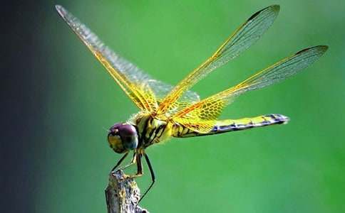 《放飞蜻蜓》教学反思