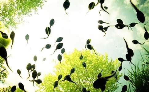 小蝌蚪找妈妈小班教案15篇