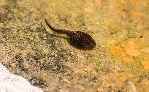 《小蝌蚪找妈妈》教学反思