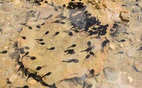 ��С��������衷��ѧ��˼����