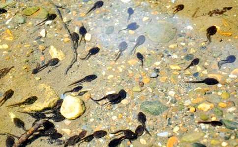 小蝌蚪找妈妈教案(合集15篇)