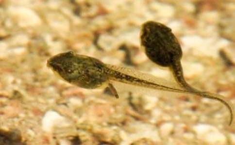 ��С��������衷�̰���ѡ15ƪ