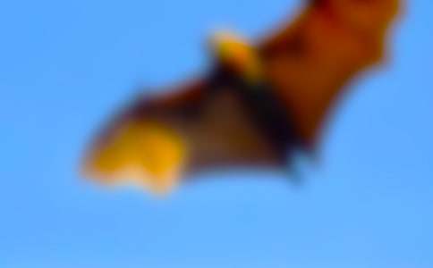 蝙蝠和雷达教学反思(15篇)