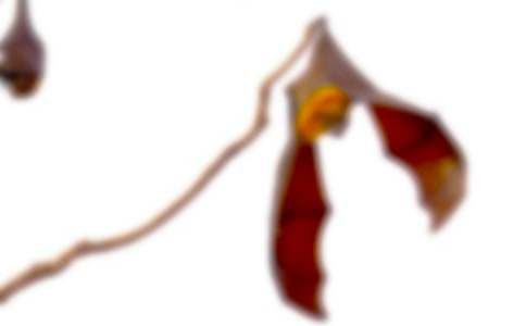 ���������״��ѧ��˼