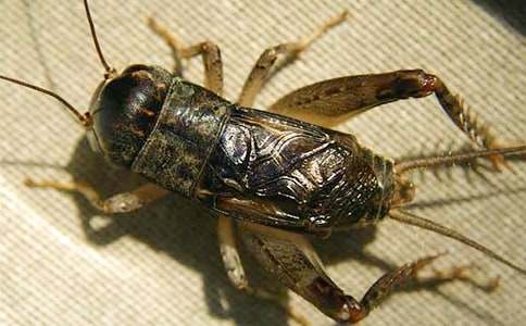 ���סլ��ѧ��˼����