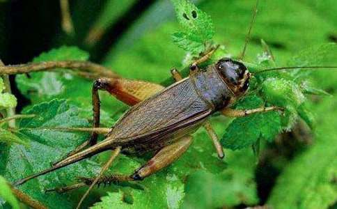 蟋蟀的住宅教学设计及反思(精选16篇)