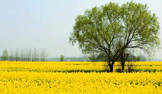 �������ջ�ܽ�