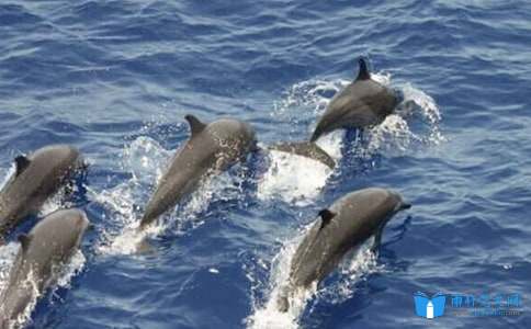 海豚湾观后感500字海豚湾观后感 观后感 作文网 海豚湾观后感500字海豚湾观后感 观后感 作文网